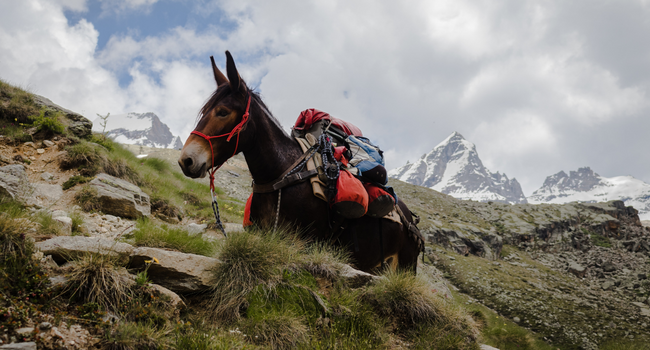 pack mule on mountain side